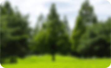 Vision Decrease